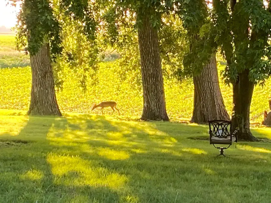 2997 440th Street, Clarkfield, MN 56223 - #3