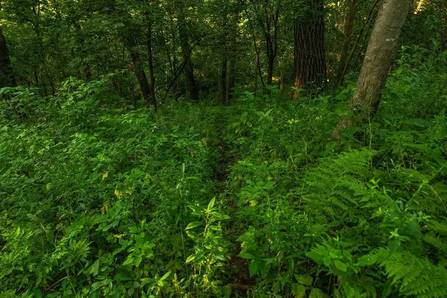 TBD County S Road, Blair, WI 54616 - #2