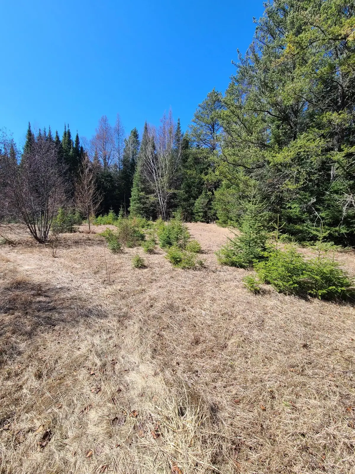 3121 Highway 21, Babbitt, MN 55706 - #1