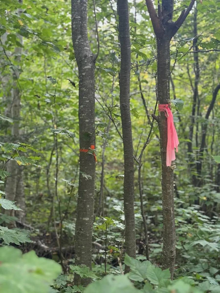 TBD S Lost Lake Road, Hovland, MN 55606 - #2