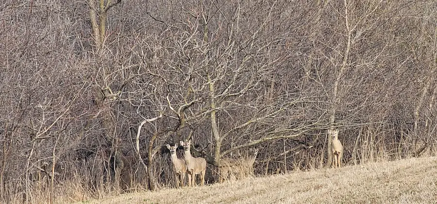 TBD Hill Street, Chatfield, MN 55923 - #2