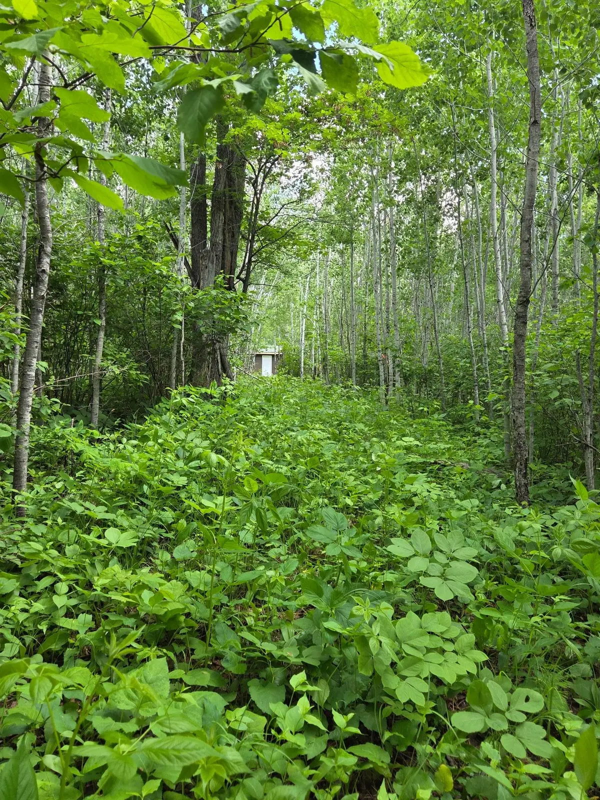XXX Mt Nelson Rd, Mahtowa, MN 55707 - #1