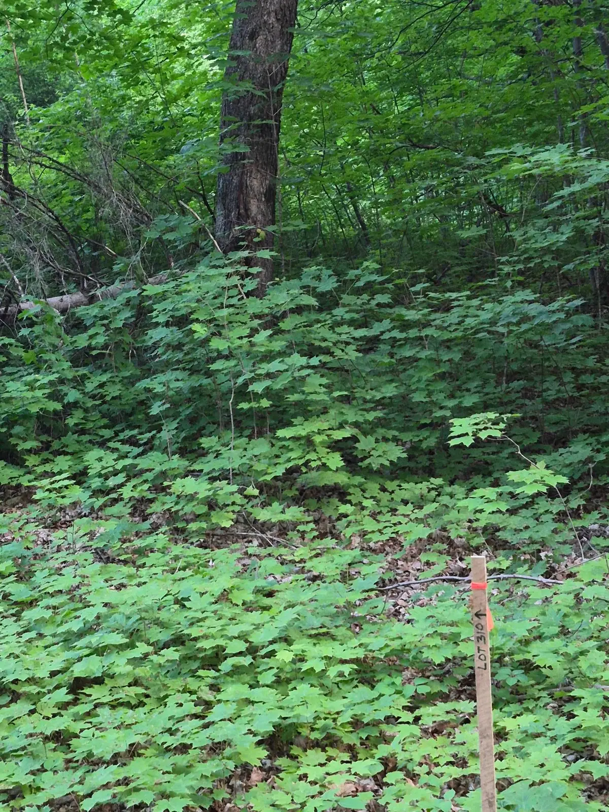TBD, Lots 310, 353, and 354 195th Place, McGregor, MN 55760 - #1