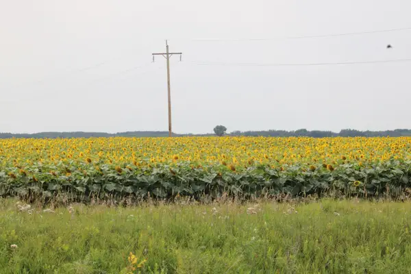 000 State Hwy 219, Goodridge, MN 56725
