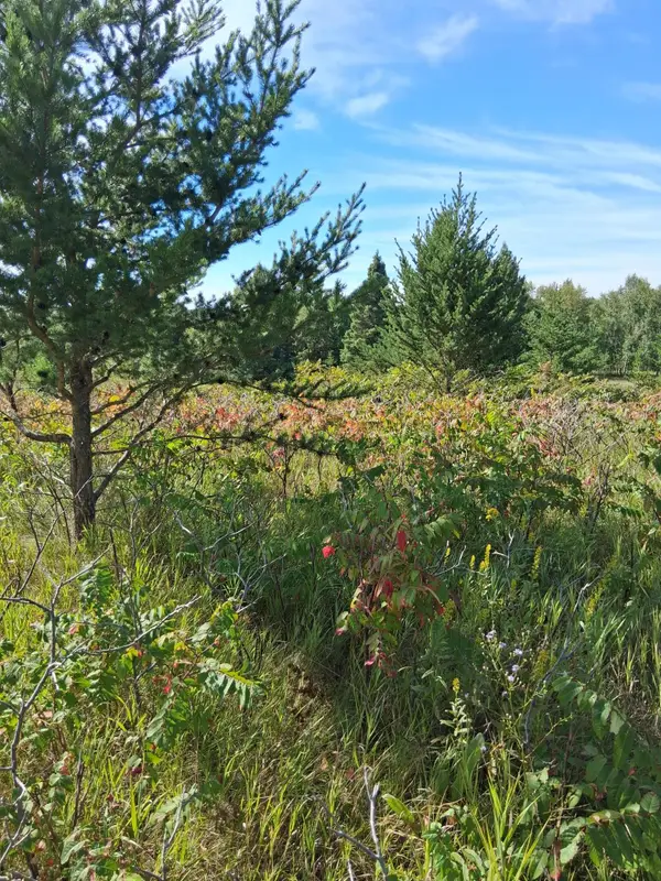 TBD Overland Drive, Browerville, MN 56438