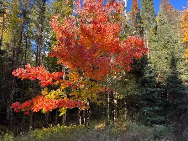 TBD Lost Lake Rd., Tower, MN 55790