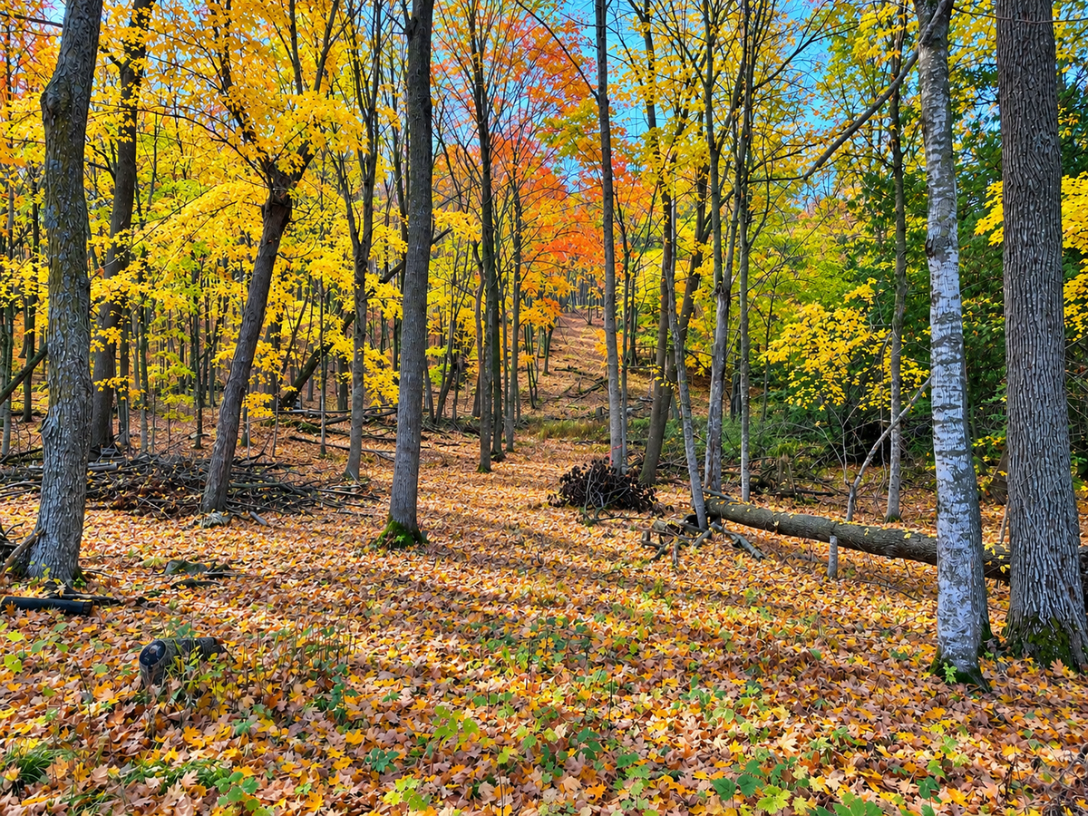 Lot 3 County Rd 39 Ne, Longville, MN 56655 - #1