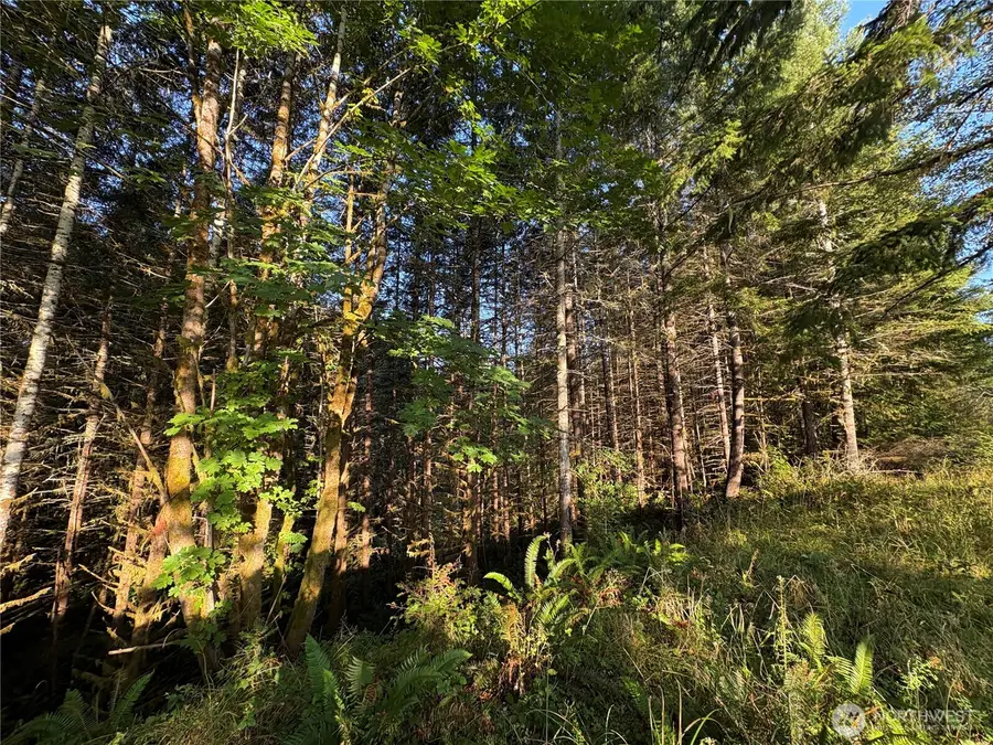 0 Frank Smith Road #parcel EF3305000, Toutle, WA 98649 - Image #3