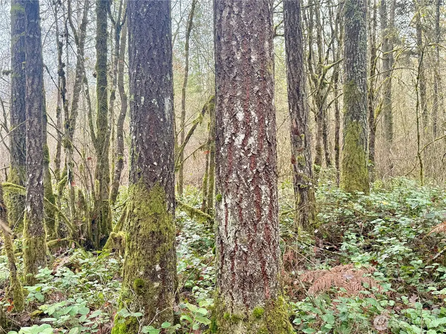 298 Boone Road, Toledo, WA 98591 - Image #3