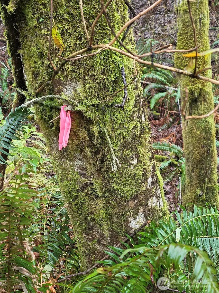 0 Vista Place #82 & 83, Taholah, WA 98587 - Image #3