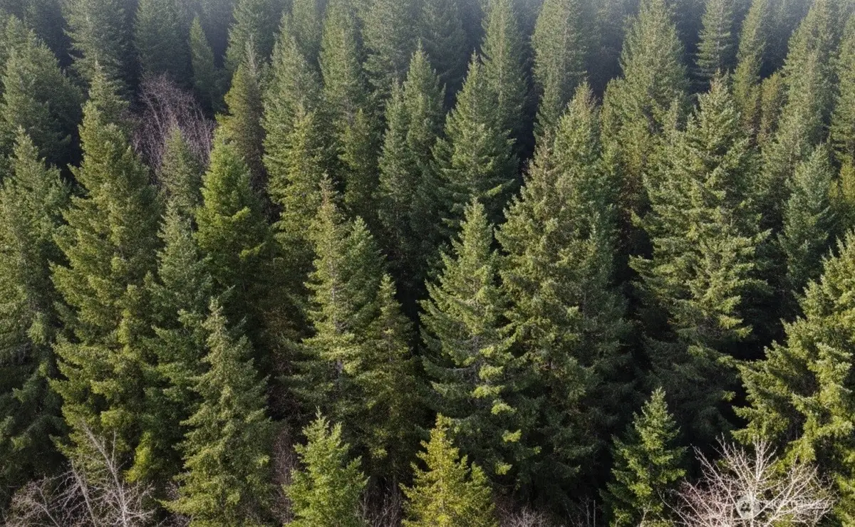 730 NE Black Bear Road, Belfair, WA 98528 - Image #1