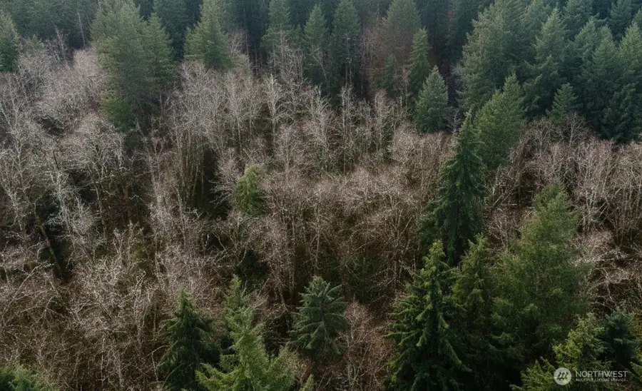 730 NE Black Bear Road, Belfair, WA 98528 - Image #3