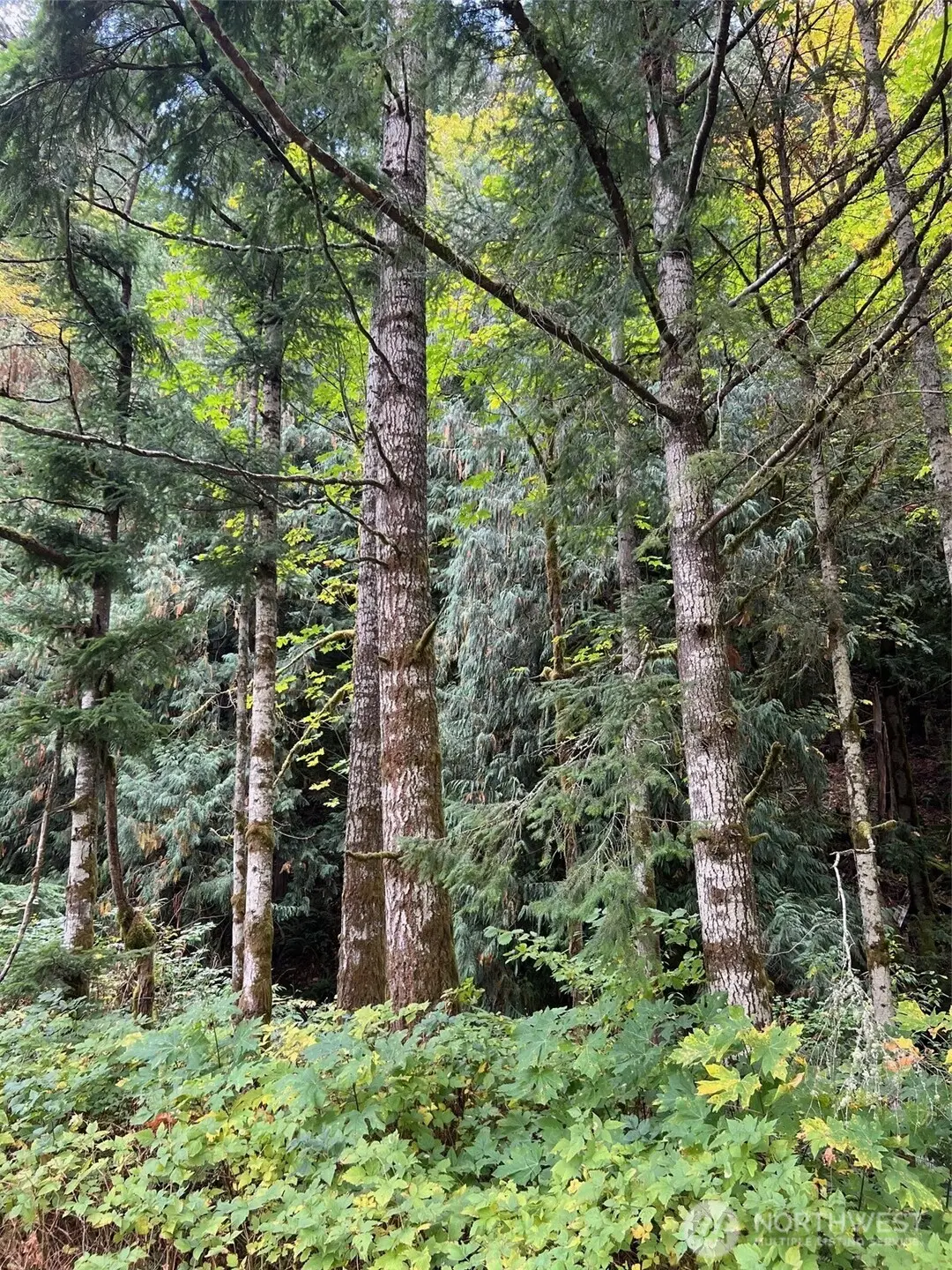 0 Us Hwy 12 #8, Randle, WA 98377 - Image #1