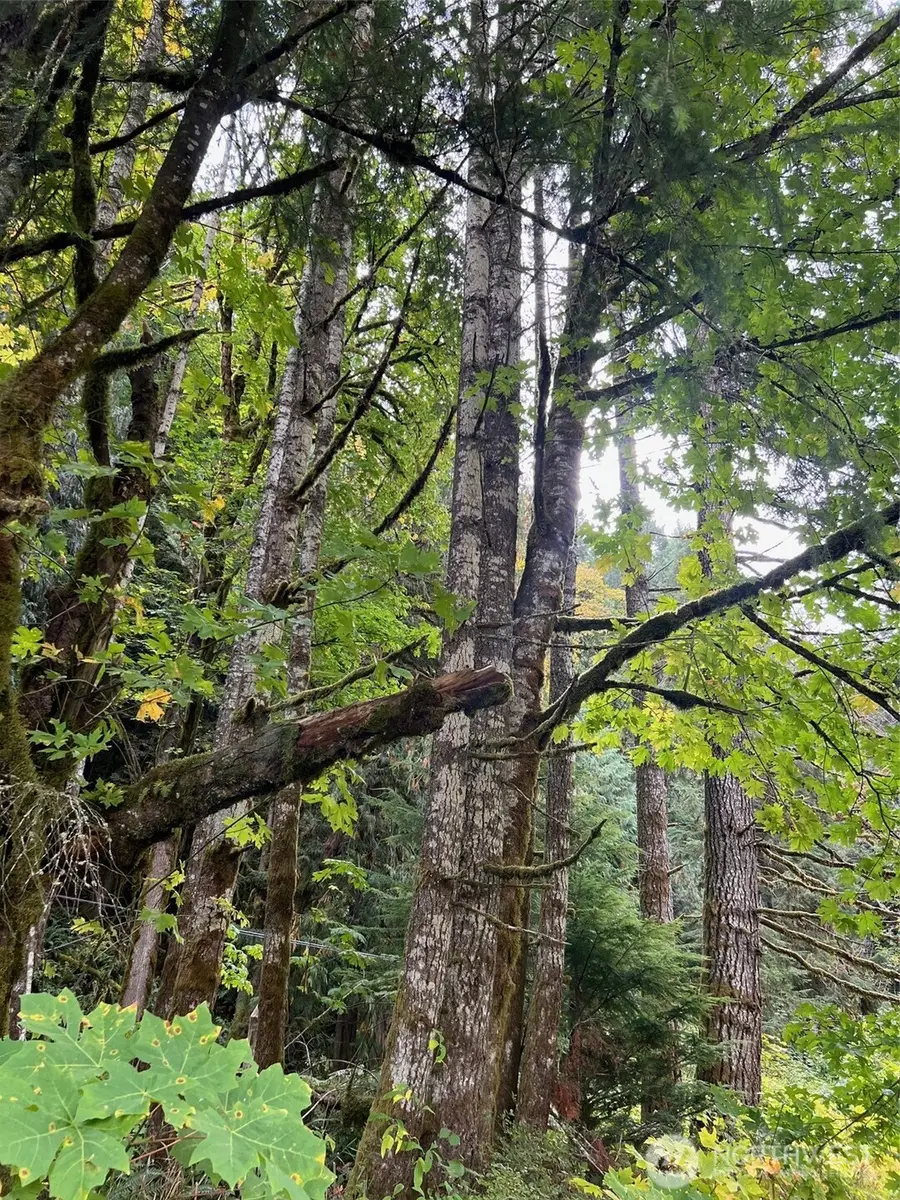 0 Us Hwy 12 #8, Randle, WA 98377 - Image #3