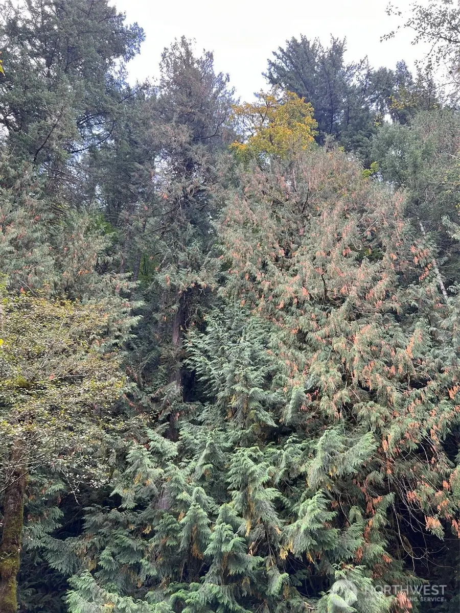 0 Us Hwy 12 #11, Randle, WA 98377 - Image #2