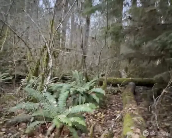 31518 557th Street Ct, Ashford, WA 98304