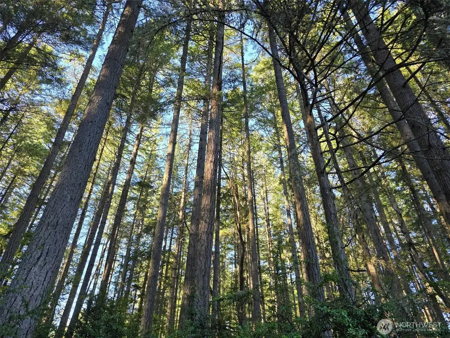 11620 Mill Place, Anderson Island, WA 98303 - Image #3