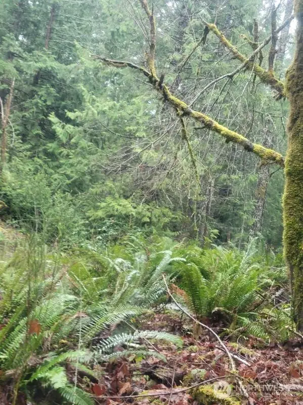 1 Gd 2048 Rd #1, Union, WA 98592