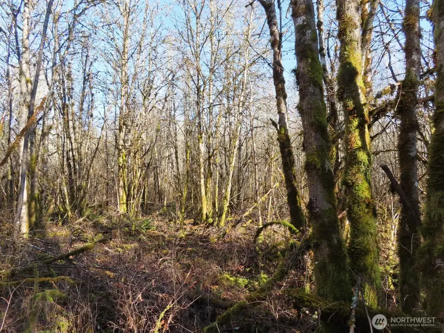 115 Campground Lane, Winlock, WA 98596 - Image #2