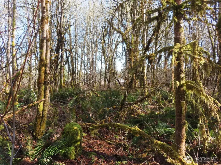 115 Campground Lane, Winlock, WA 98596 - Image #3