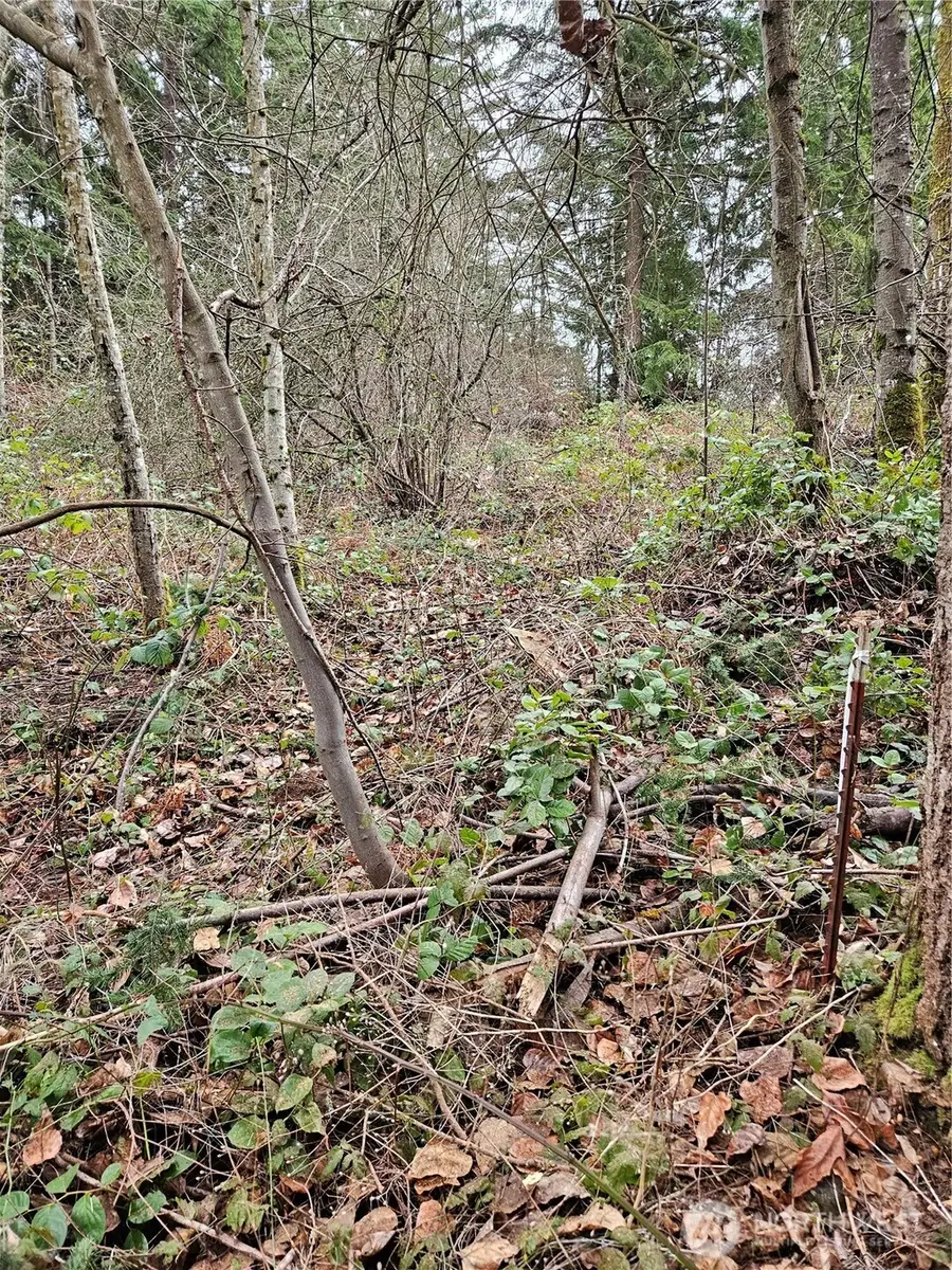 19101 106th Street Ct E, Bonney Lake, WA 98391 - Image #3