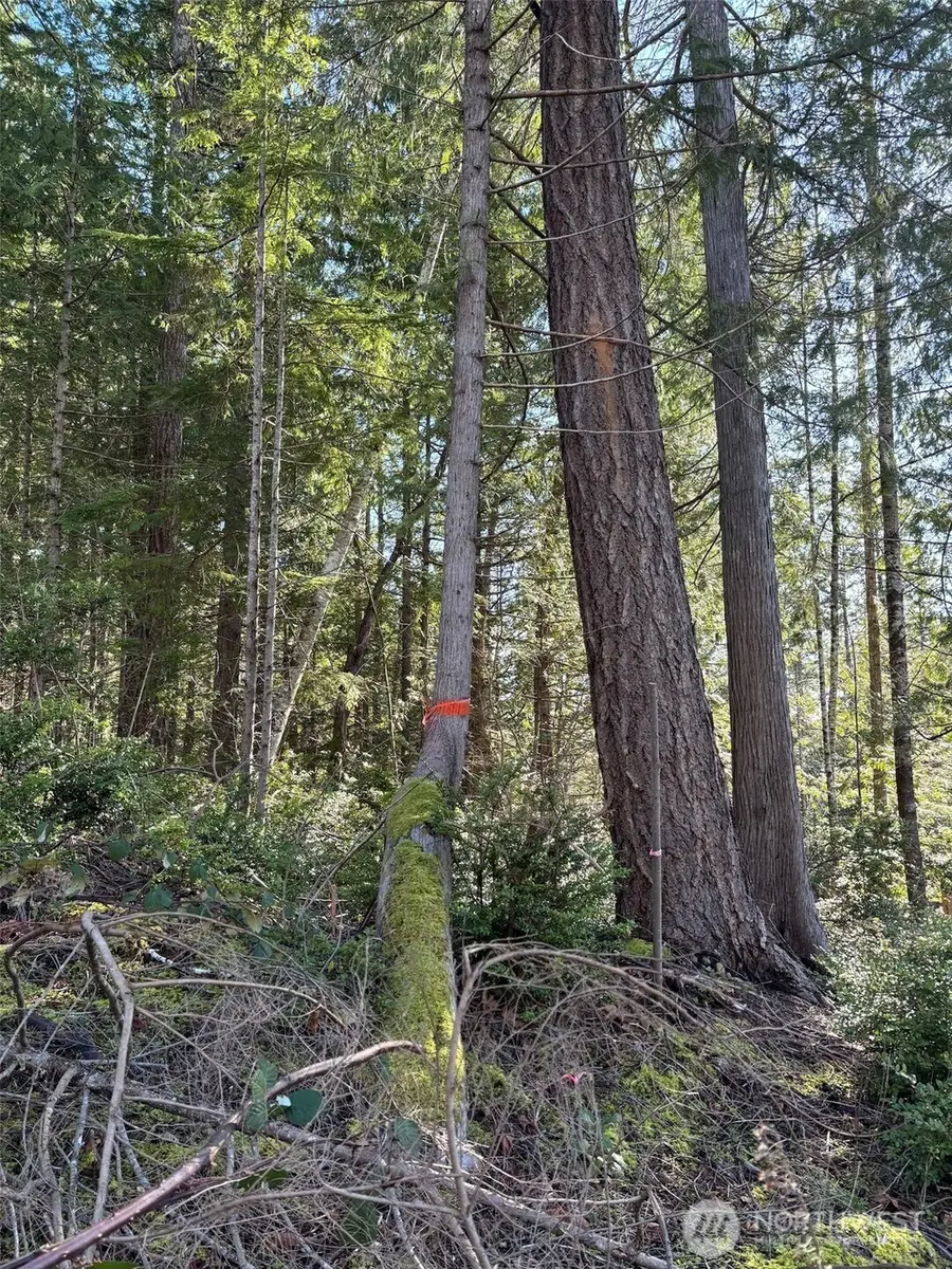 1 Nka Yashi Road #E 1/2 19, 20, 21, Brinnon, WA 98320 - #2