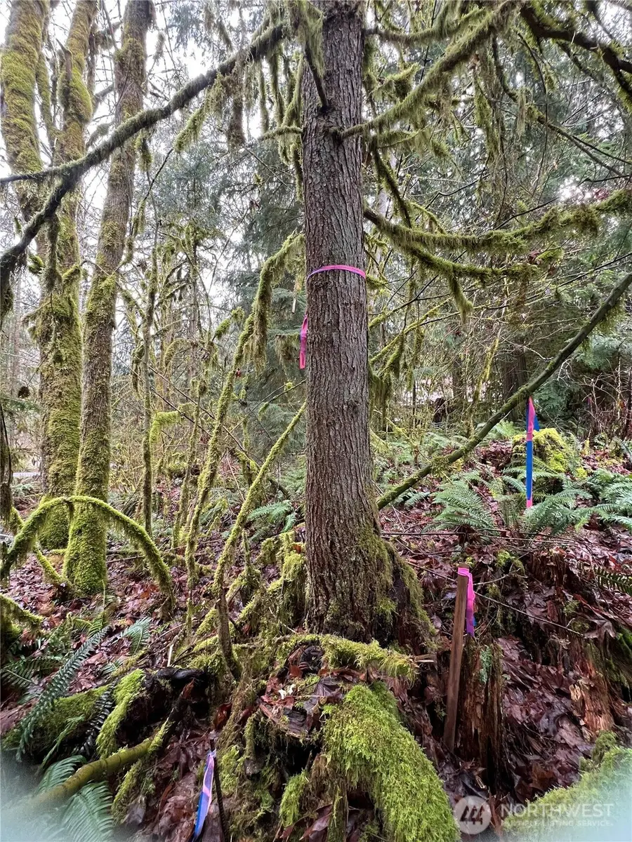 15026 Iceberg Road, Glacier, WA 98244 - #3