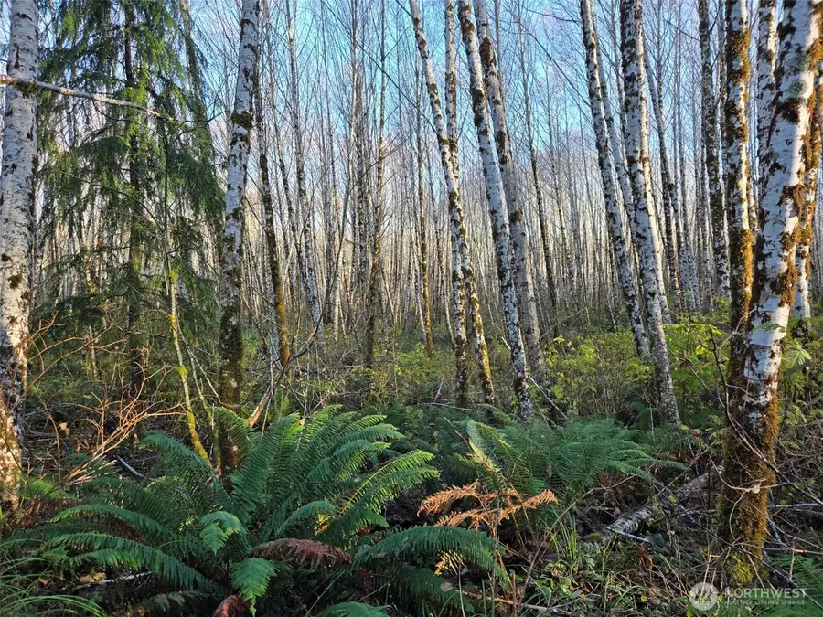 0 North River Road, Cosmopolis, WA 98537 - #3