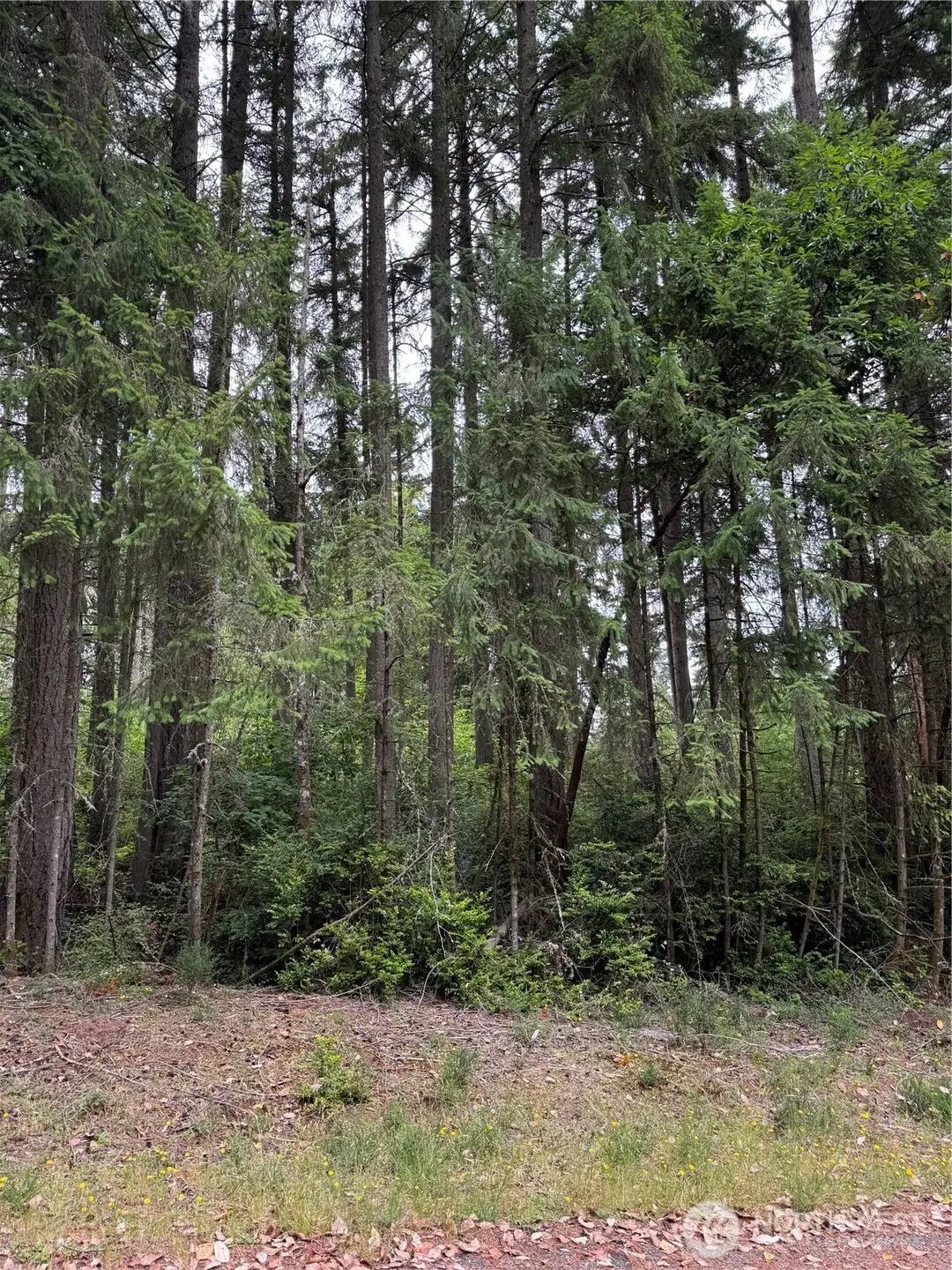 12216 Wapato Road #87, Anderson Island, WA 98303 - #1