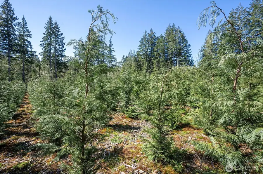 101 Andrejs Road, Shelton, WA 98584 - #2