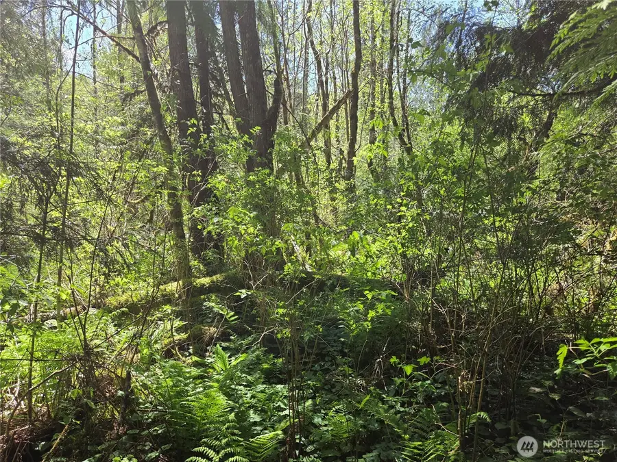 0 Falls Road, Randle, WA 98377 - #2