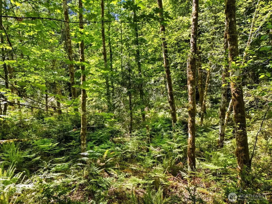 0 E Jared Road #TR 15 of SU 1/208, Shelton, WA 98584 - #3