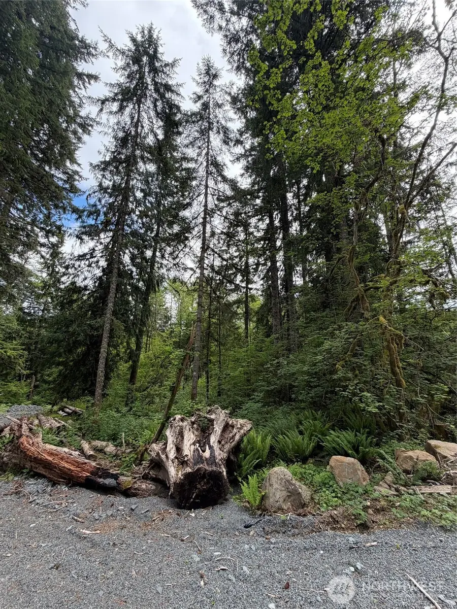55015 315th Avenue, Ashford, WA 98304 - #3