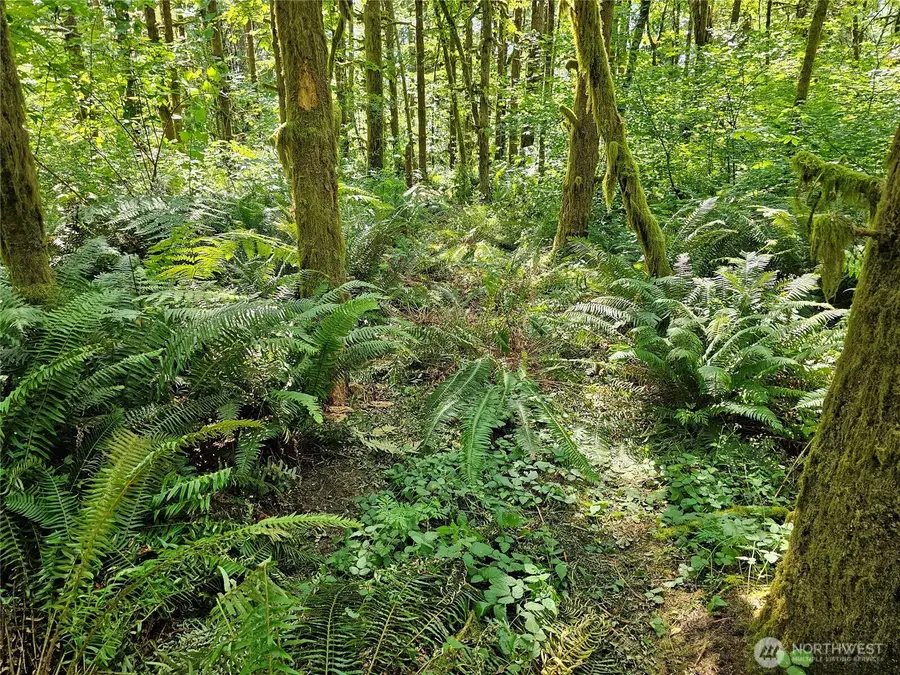 0 Peterson Road Sw, Tenino, WA 98589 - #3