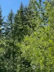 0 Lilly Road Ne, Olympia, WA 98506 - #1