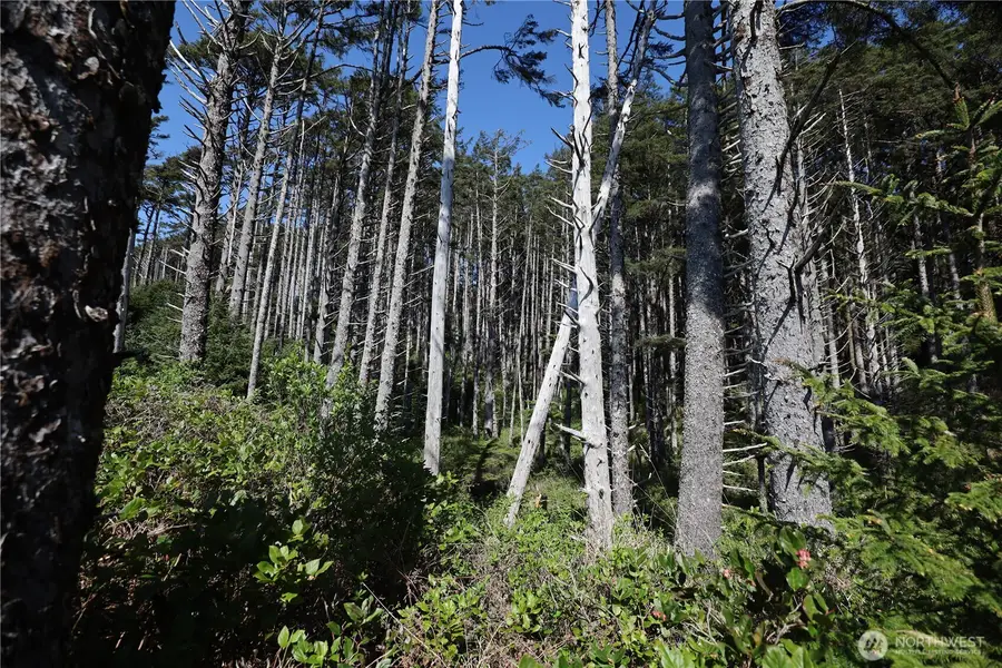 5 & 6 Roosevelt Beach Lots, Pacific Beach, WA 98571 - #3