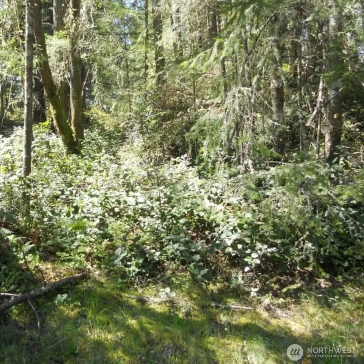 10510 Olympic Place, Anderson Island, WA 98303 - #1