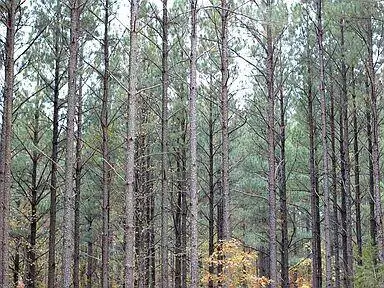 Pine Ridge Trail, Broken Bow, OK 74728 - #2