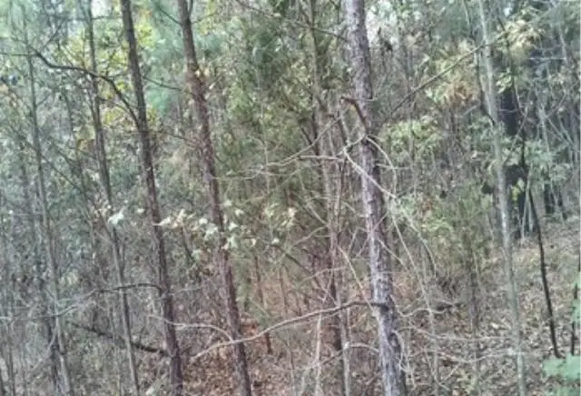 Fannie Mae Drive, Broken Bow, OK 74728 - Image #1