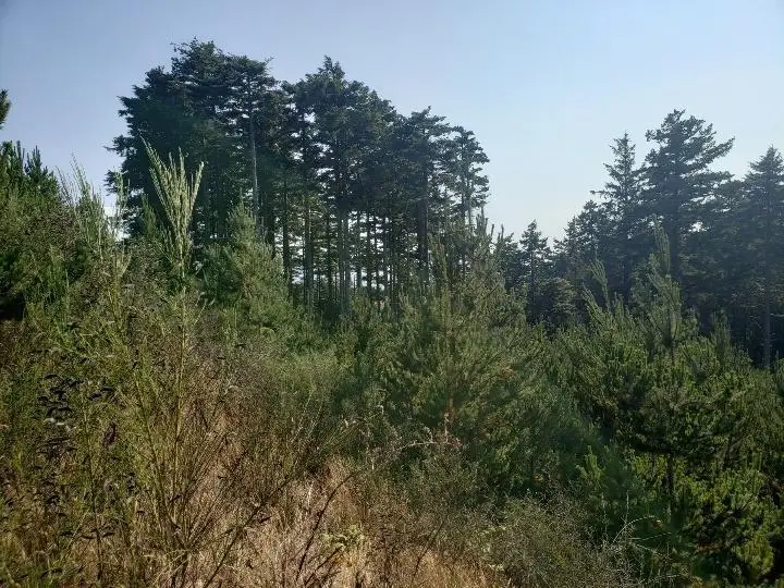 Lt 4 TL238 Manzanita, Oceanside, OR 97134 - #3