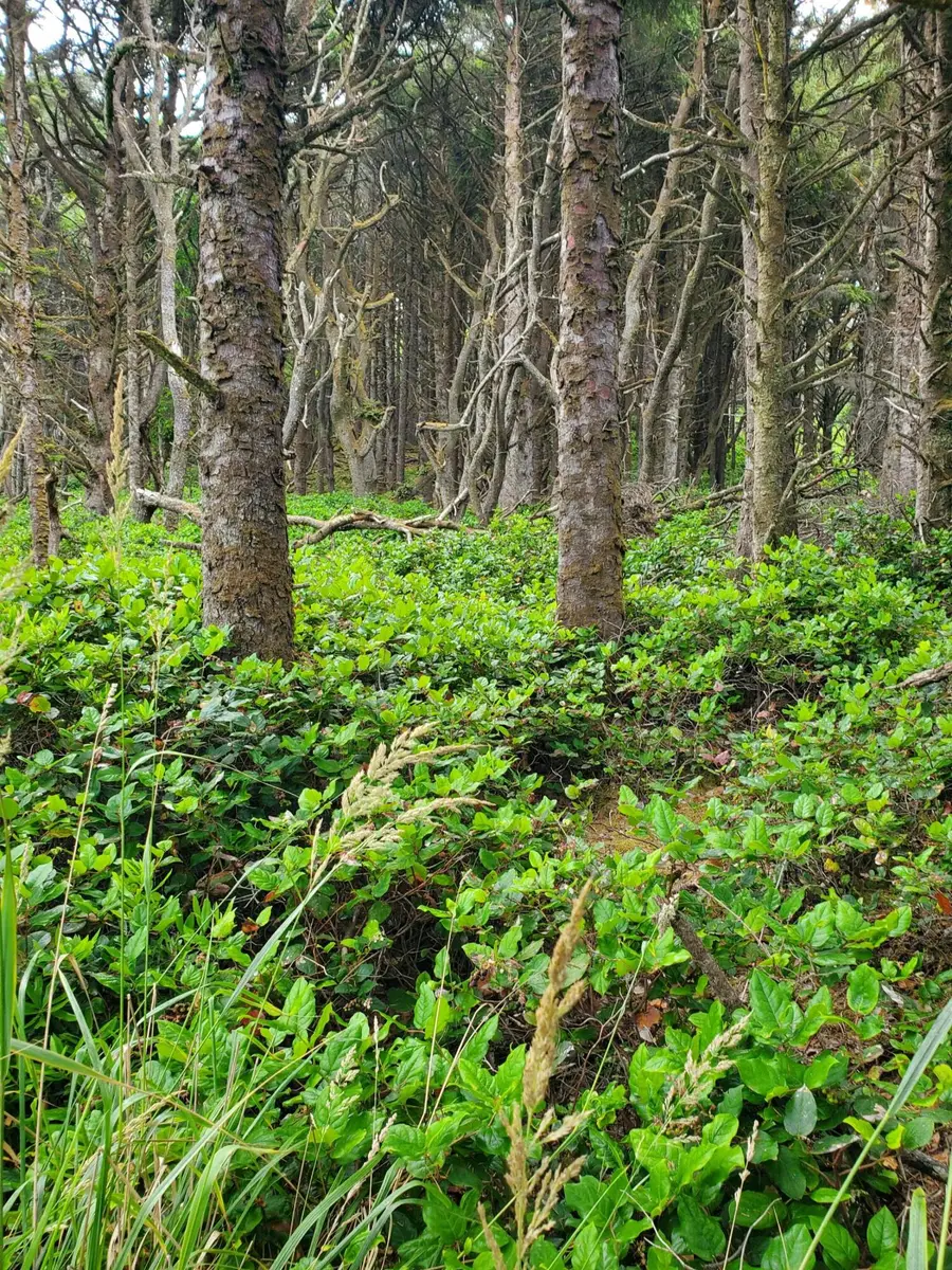 V/L Sandlake Rd., Cloverdale, OR 97112 - #3