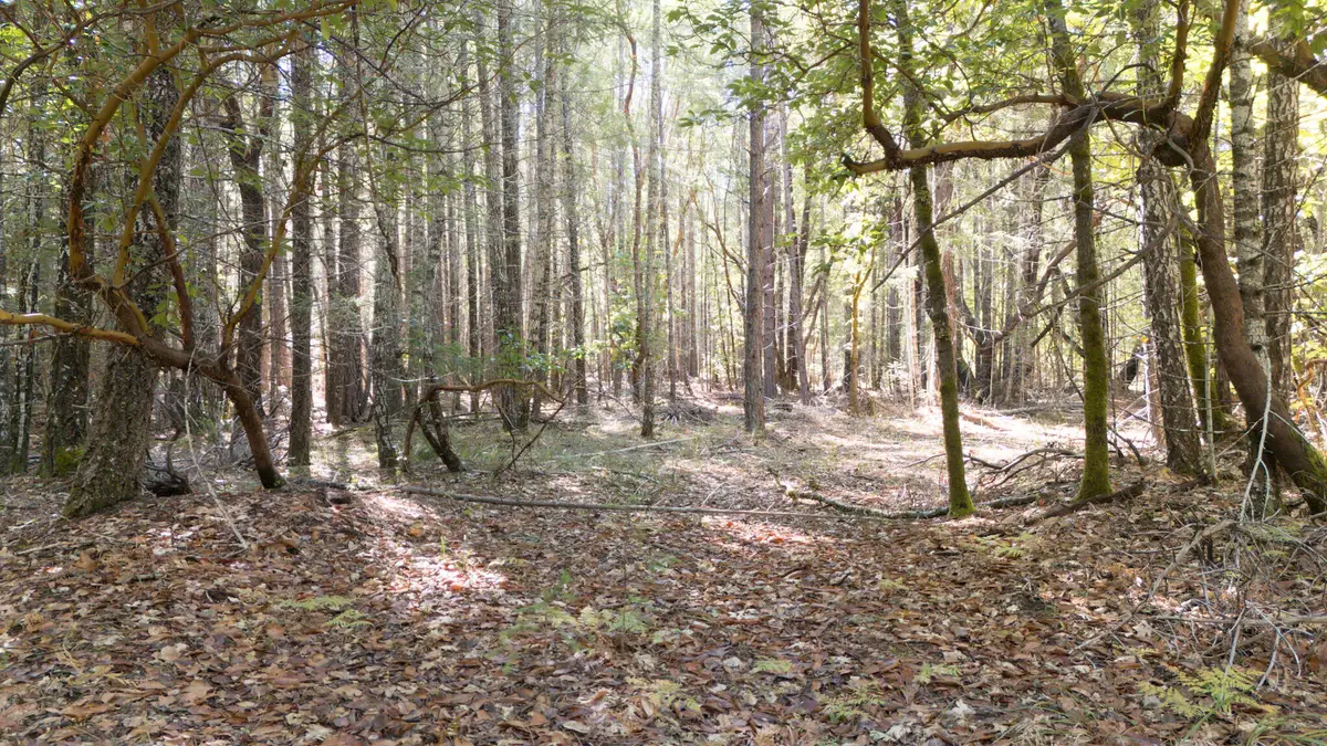 1195 Idlewild, Cave Junction, OR 97523 - Image #1