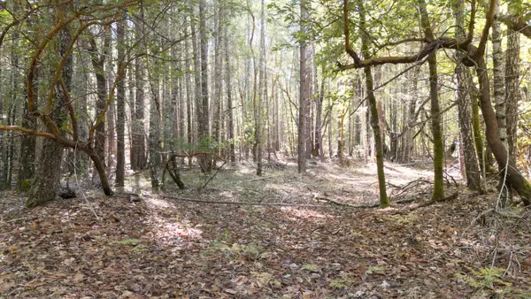 1195 Idlewild Drive, Cave Junction, OR 97523