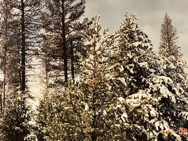 4800 Bear Flat (nf 86), Chemult, OR 97731 - Image #2