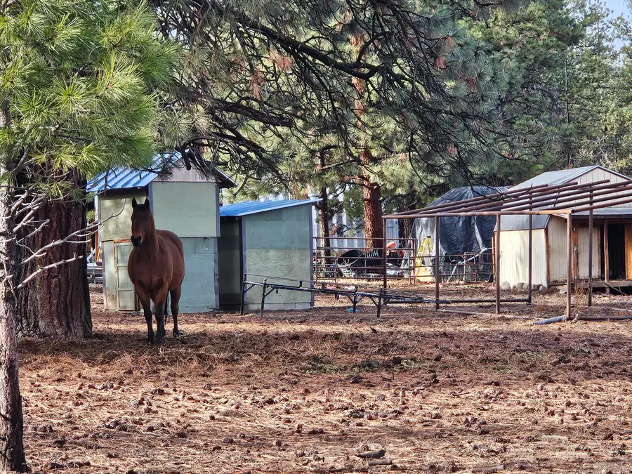 6232 Bufflehead, Bonanza, OR 97623 - Image #2