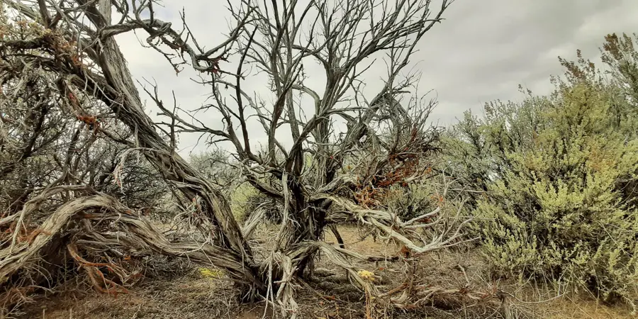 Christmas Valley Wagontire Hwy, Christmas Valley, OR 97641 - Image #3