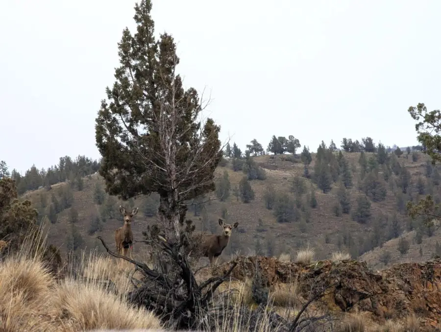 14090 SE Wickiup Road, Prineville, OR 97754 - #2