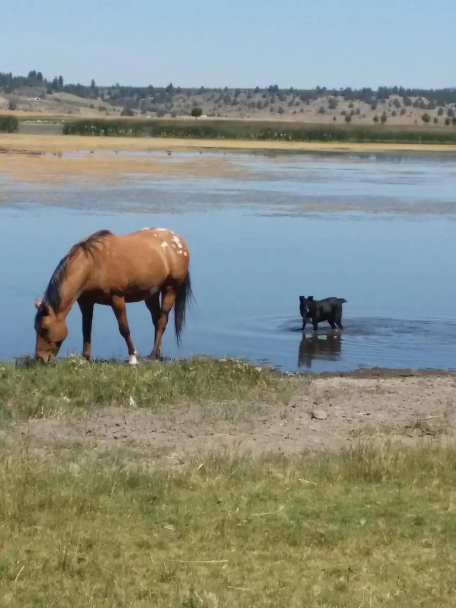 0 Sprague River Highway, Sprague River, OR 97639 - #3