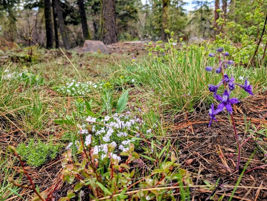 Beaver Lane #46 & 47, Bonanza, OR 97623 - #2