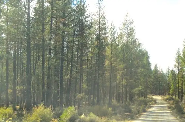 0 Pheasant Lane #16, Chiloquin, OR 97624 - #2